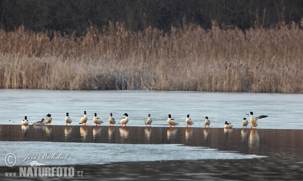 Gänsesäger (Mergus merganser)