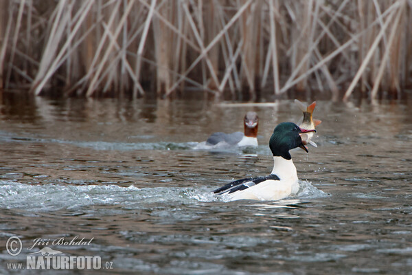 Gänsesäger (Mergus merganser)