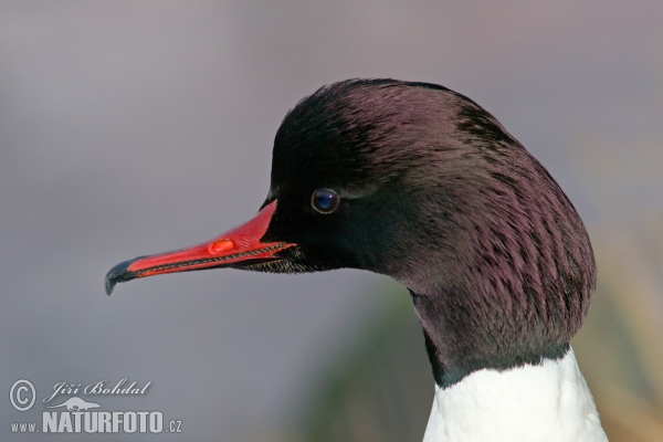 Gänsesäger (Mergus merganser)