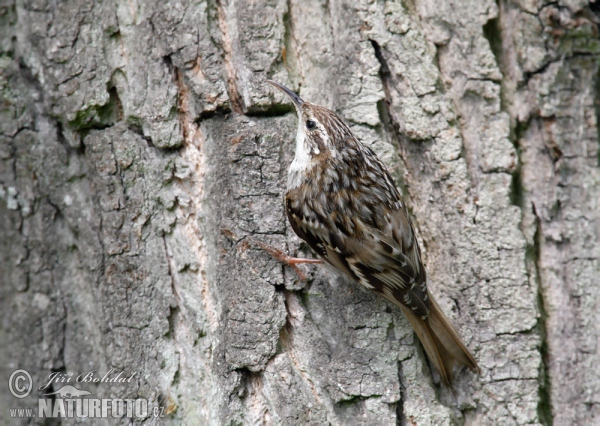 Gartenbaumläufer (Certhia brachydactyla)