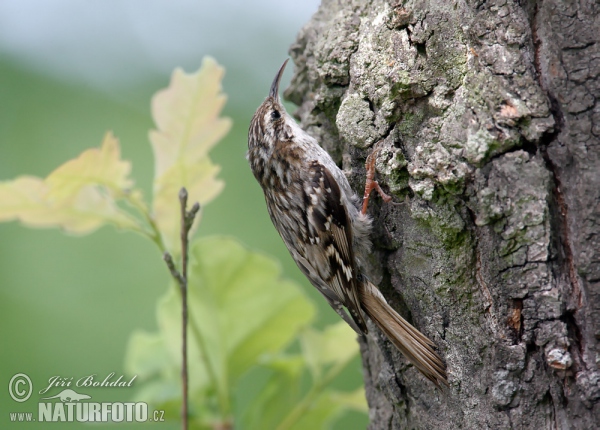 Gartenbaumläufer (Certhia brachydactyla)