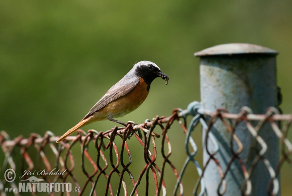 Gartenrotschwanz (Phoenicurus phoenicurus)