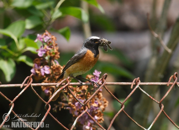 Gartenrotschwanz (Phoenicurus phoenicurus)