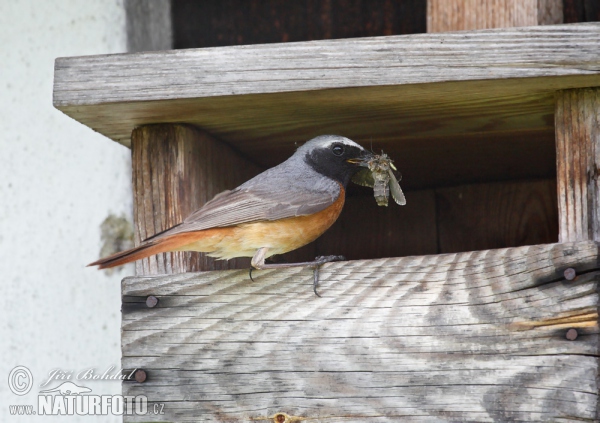 Gartenrotschwanz (Phoenicurus phoenicurus)