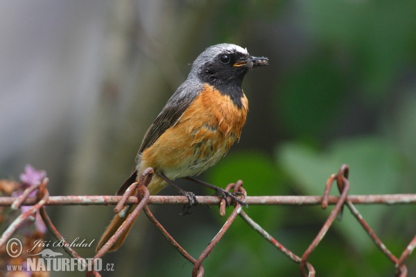 Gartenrotschwanz (Phoenicurus phoenicurus)