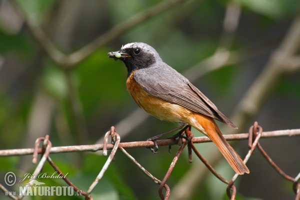 Gartenrotschwanz (Phoenicurus phoenicurus)