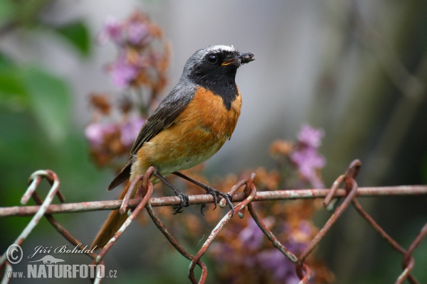 Gartenrotschwanz (Phoenicurus phoenicurus)