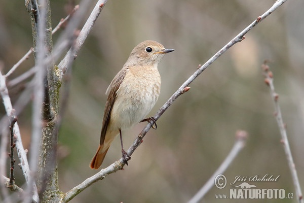 Gartenrotschwanz (Phoenicurus phoenicurus)