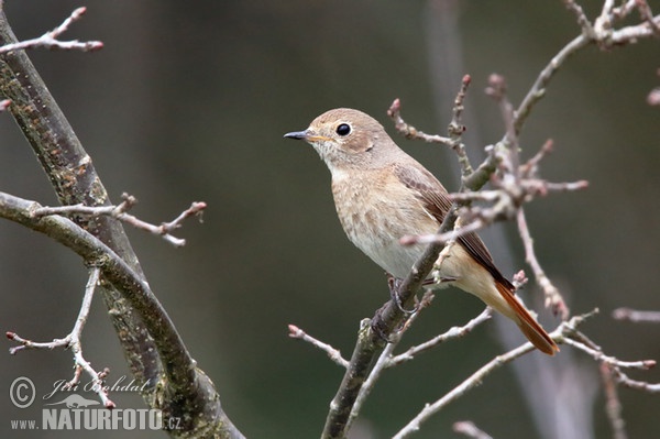 Gartenrotschwanz (Phoenicurus phoenicurus)