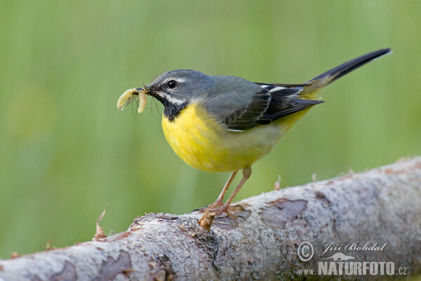 Gebirgsstelze (Motacilla cinerea)