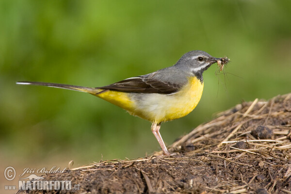 Gebirgsstelze (Motacilla cinerea)