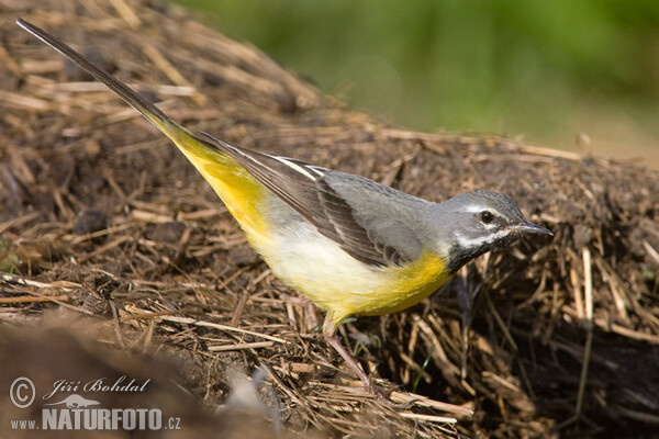 Gebirgsstelze (Motacilla cinerea)