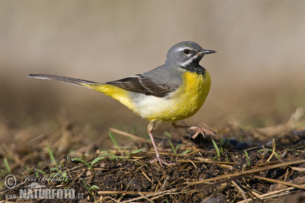 Gebirgsstelze (Motacilla cinerea)