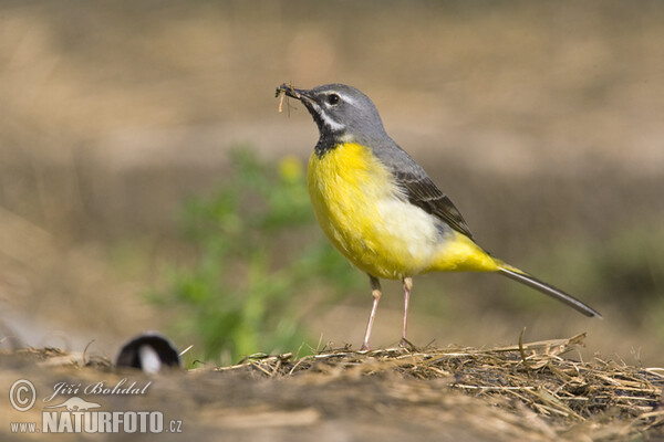 Gebirgsstelze (Motacilla cinerea)