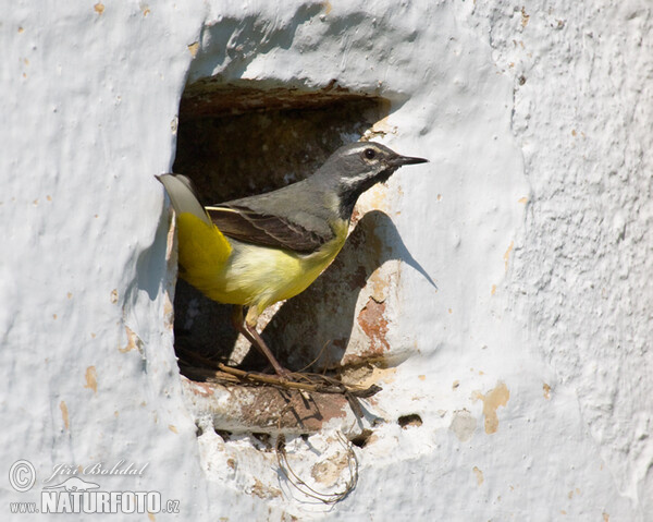 Gebirgsstelze (Motacilla cinerea)