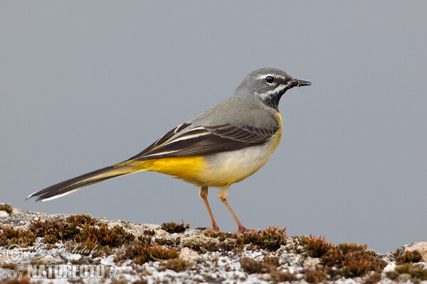 Gebirgsstelze (Motacilla cinerea)