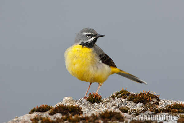 Gebirgsstelze (Motacilla cinerea)