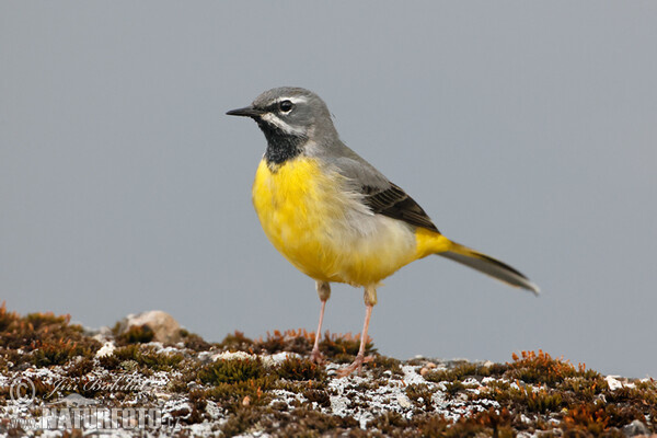 Gebirgsstelze (Motacilla cinerea)