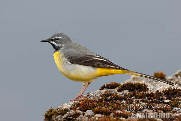 Gebirgsstelze (Motacilla cinerea)