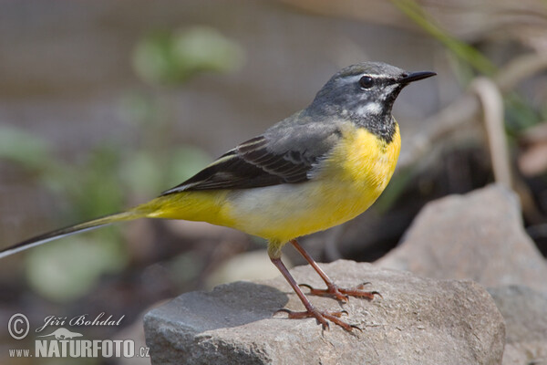 Gebirgsstelze (Motacilla cinerea)