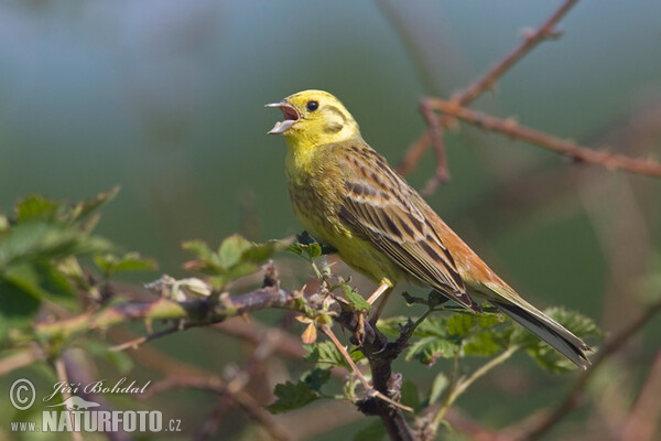 Goldammer (Emberiza citrinella)