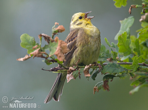 Goldammer (Emberiza citrinella)