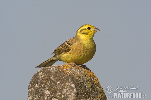 Goldammer (Emberiza citrinella)