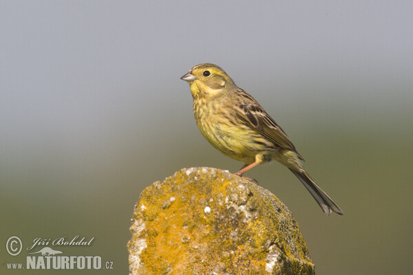 Goldammer (Emberiza citrinella)