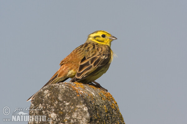 Goldammer (Emberiza citrinella)