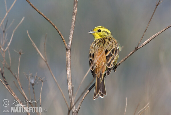 Goldammer (Emberiza citrinella)