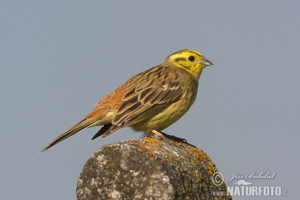 Goldammer (Emberiza citrinella)