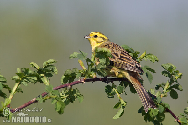 Goldammer (Emberiza citrinella)