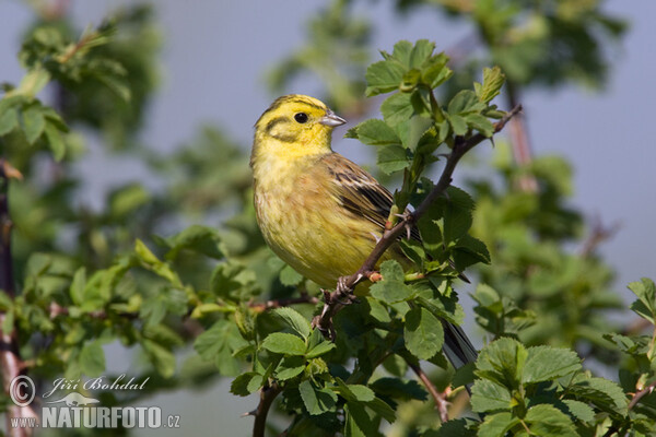 Goldammer (Emberiza citrinella)