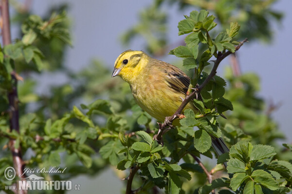 Goldammer (Emberiza citrinella)