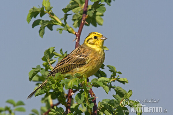 Goldammer (Emberiza citrinella)