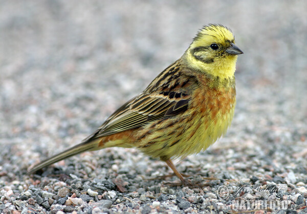 Goldammer (Emberiza citrinella)