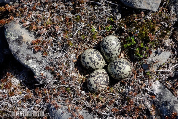 Goldregenpfeifer (Pluvialis apricaria)