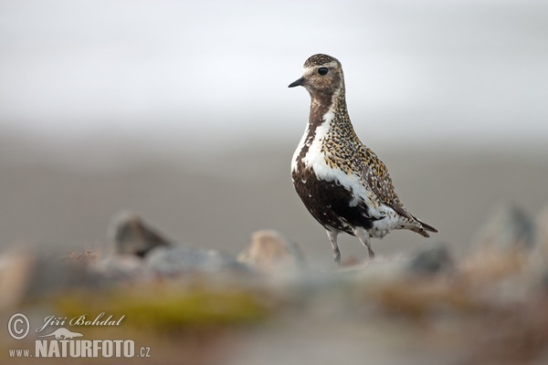 Goldregenpfeifer (Pluvialis apricaria)