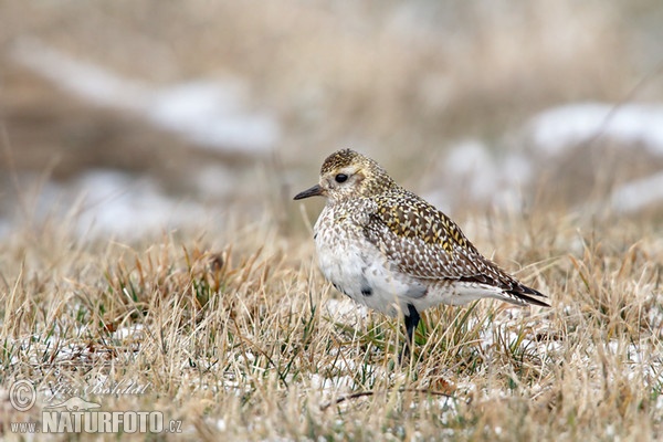 Goldregenpfeifer (Pluvialis apricaria)