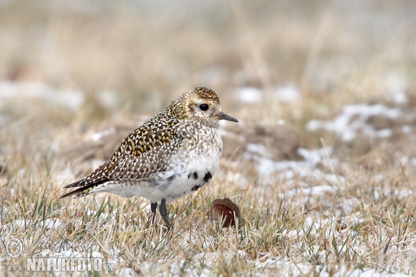 Goldregenpfeifer (Pluvialis apricaria)