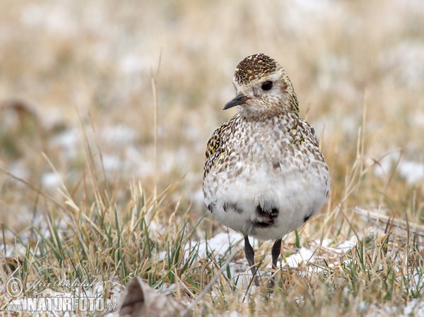 Goldregenpfeifer (Pluvialis apricaria)