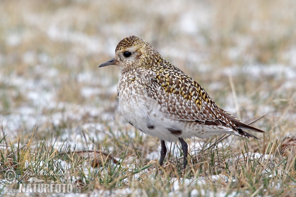 Goldregenpfeifer (Pluvialis apricaria)