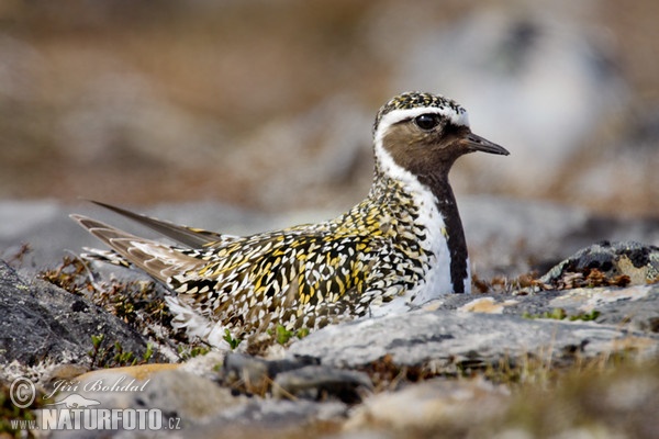 Goldregenpfeifer (Pluvialis apricaria)