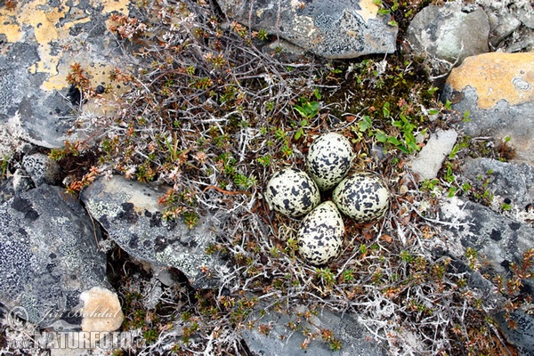 Goldregenpfeifer (Pluvialis apricaria)