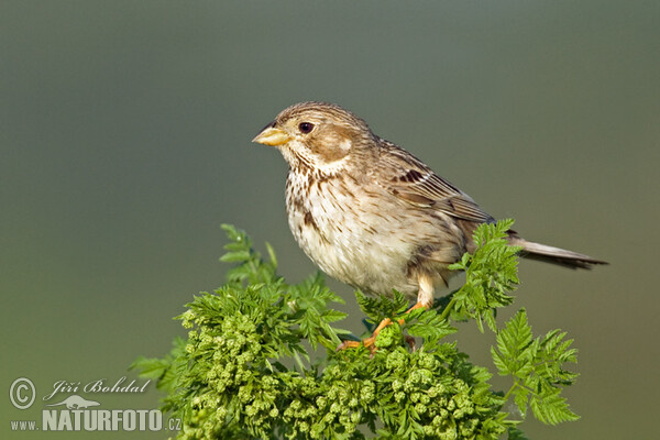 Grauammer (Emberiza calandra)