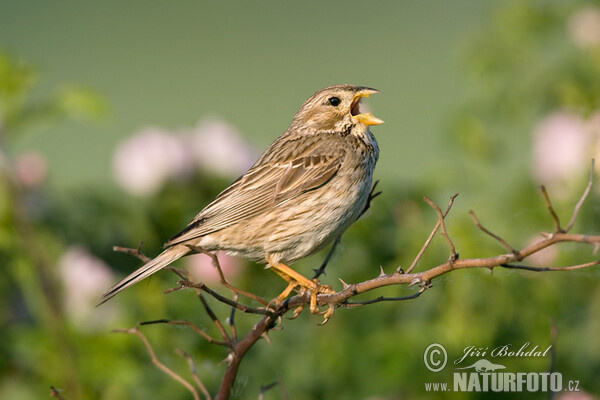 Grauammer (Emberiza calandra)