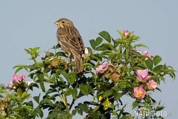 Grauammer (Emberiza calandra)