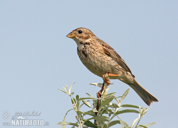 Grauammer (Emberiza calandra)