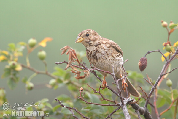 Grauammer (Emberiza calandra)