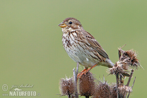 Grauammer (Emberiza calandra)